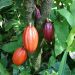Cocoa_Pods - National Insight News