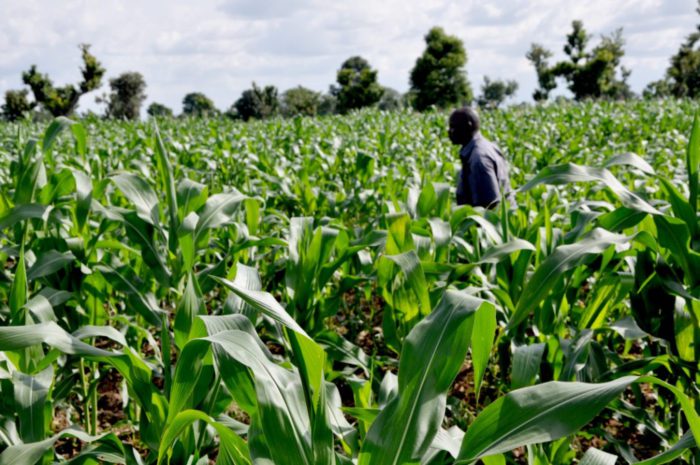 Agriculture-e1509113280864 - National Insight News Agric
