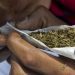 indian hemp - National Insight News
