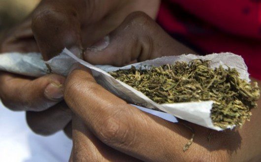 indian hemp - National Insight News