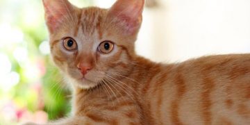 cat - National Insight News