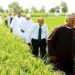 Rice farmer - National Insight News Rice Farm
