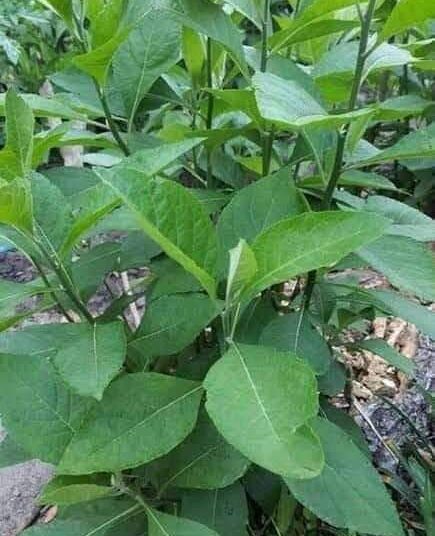 FB_IMG_1646500393550 - National Insight News