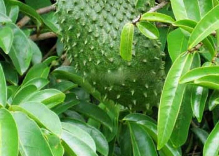 Untitled_design_15_530x@2x-1024x1024 - National Insight News UTERINE FIBROID