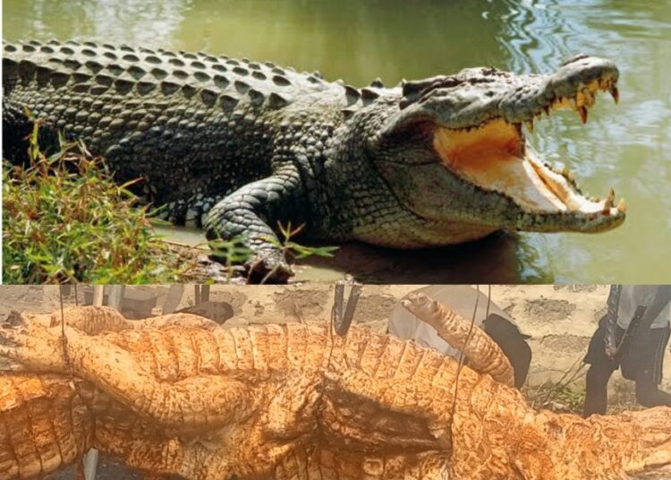 img_1697963739382_1 - National Insight News