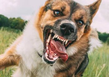 Girl, 5, Loses Scalp in Dog Attack, Owner Injured in Ibadan