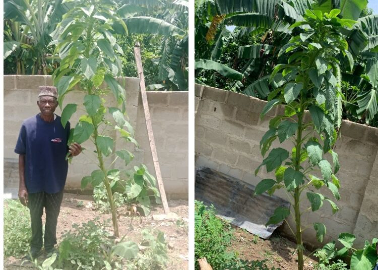 Screenshot_20250430-191654 - National Insight News #image_title