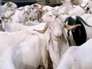 images (15) - National Insight News