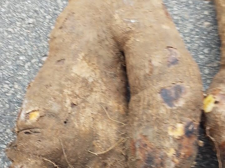 IMG-20251025-WA0073 - National Insight News