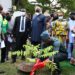 Oyo State Governor, Seyi Makinde, planting a tree, while his deputy, Engr Rauf Olaniyan (second right); Secretary to the State Government, Mrs. Olubamiwo Adeosun (right); Chief of Staff, Chief Bisi Ilaka (middle); Commissioner for Environment, Dr. Idowu Oyeleke (left) and others look on, during the launch of the tree planting campaign in Oyo State, held at the Secretariat premises, Ibadan. PHOTO: Oyo State Government.