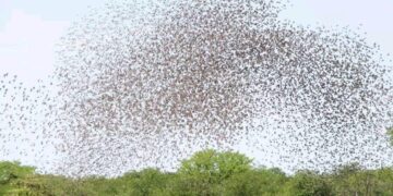 The bird Sanctuary