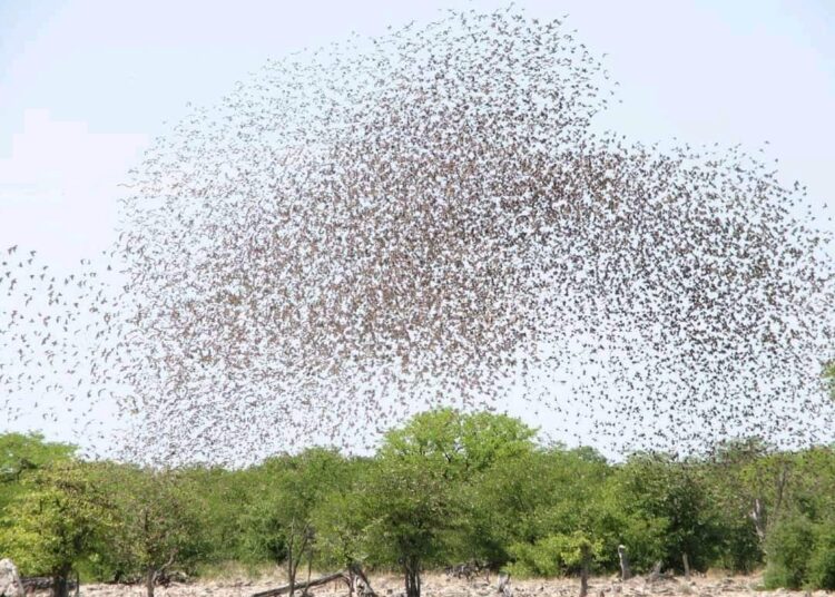 The bird Sanctuary