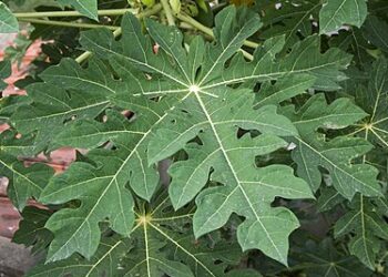 Pawpaw Leaf