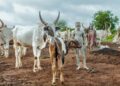 Mundari Tribe: A People Who Treasure Cattle More Than Gold