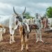 Mundari Tribe: A People Who Treasure Cattle More Than Gold